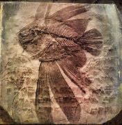 Image result for Petrified People Art