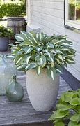 Image result for Hosta Pin-Up