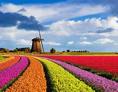 Image result for Netherlands Spring Flowers