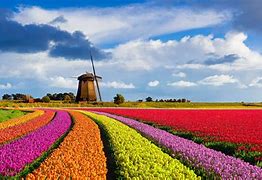 Image result for Holland Flowers