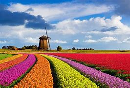 Image result for Windmills and Tulips Wallpaper