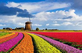 Image result for Windows Pic of Windmills and Tulips