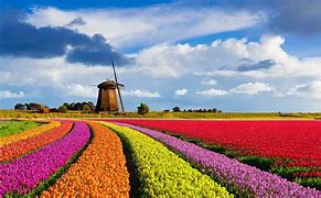 Image result for Wallpaper Tulip Fields Netherlands