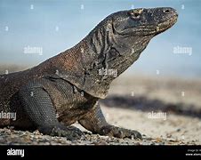 Image result for Komodo Dragon Side View