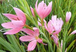 Image result for Schizostylis cocc. Mrs Hegarty