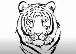 Image result for Simple Drawing of a Tiger