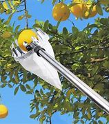 Image result for Cherry Fruit Picker