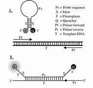 Image result for Hairpin Loop DNA