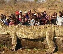Image result for Biggest CROCODILE Ever Killed