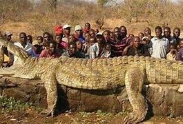 Image result for Largest Biggest CROCODILE Ever
