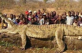 Image result for Biggest Crocodile in Africa