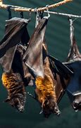 Image result for Bat Guano in Makeup