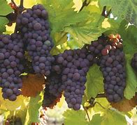 Image result for Grape Vine Seeds