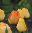 Image result for Tulipa Daydream