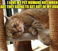 Image result for First World Cat Problems Memes