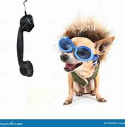 Image result for Chihuahua Answering Phone