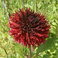 Image result for Dahlia Kenora Macop-B