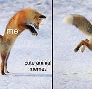 Image result for Cracked Out Fox Meme