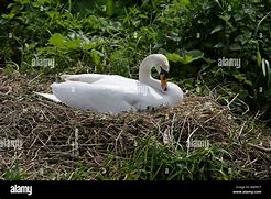 Image result for Olor Anatidae
