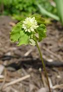 Image result for Anemonella thalictroides Betty Blake