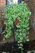 Image result for Faux Swedish Ivy
