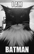 Image result for Bat Cat Meme