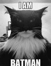 Image result for Bat Cat Meme