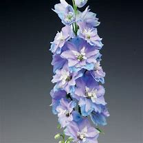 Bildergebnis für Delphinium elatum Light Blue with White Bee