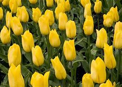 Tulipa Strong Gold 的图像结果