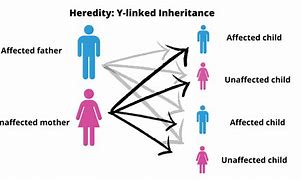 Image result for Heredity