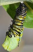 Image result for Caterpillar Pupal Cases