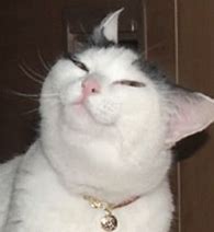 Image result for Cat Meme Face GIF