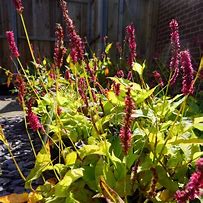Image result for Persicaria amplexicaulis Cottesbrook Gold