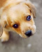 Image result for Puppy Eyes Images