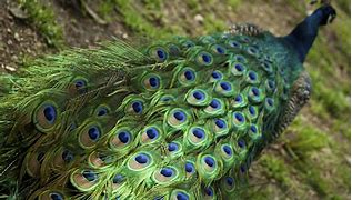 Image result for Peacock Feather Colors