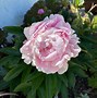 Image result for Paeonia Immaculée (Lactif-SD-Group)