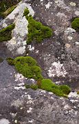 Image result for Moss On Stone