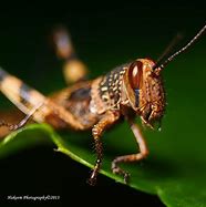 Image result for Grasshopper Bug