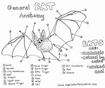 Image result for Bat Anadamy
