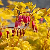 Image result for Dicentra spectabilis Yellow Leaf