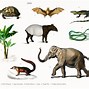 Image result for Different Types of Animals