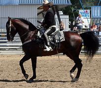 Image result for Ancient Striped Mexican Horse