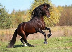 Image result for Dark Bay Andalusian Horse