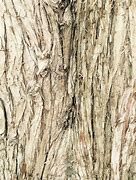 Image result for Tree Branch Texture