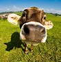 Image result for Cute Cow Wallpaper for Lock Screen On Computer