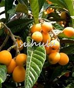 Image result for China Pipa Fruit Tree