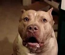 Image result for Pitbull Dog Mad Face