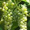 Image result for Grape Bushes