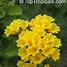 Image result for Yellow Geiger Tree