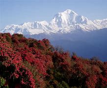 Image result for Himalayan Beauty